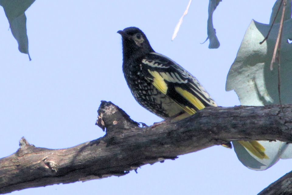 Regent Honeyeater (Anthochaera phrygia)